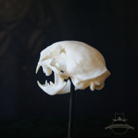 Cat skull replica in glass bell jar