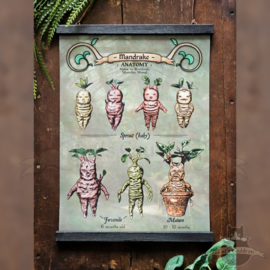 Mandrake anatomie poster op canvas