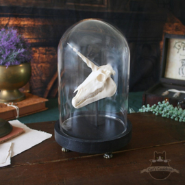 Unicorn Skull in glass bell jar