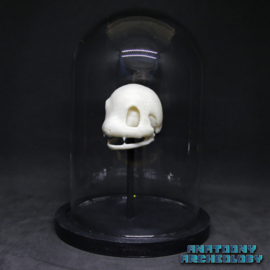 Anime figure #004 skull in bell jar