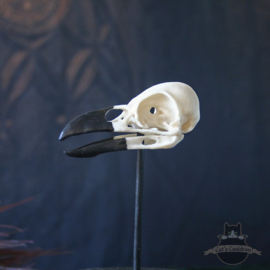 Kraaienschedel Corvus replica in glazen stolp