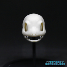 Anime figure #004 skull in bell jar