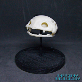 Anime figure #003 skull in bell jar