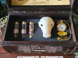 Fantastic Creature Anatomy Chest XL with Skull replica