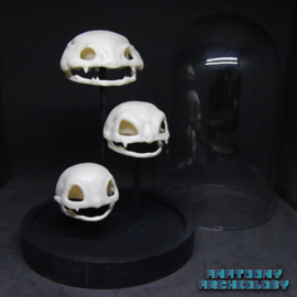 Anime figures #001 #002 #003 skulls in bell jar
