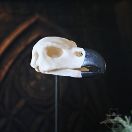 Phoenix schedel in glazen stolp