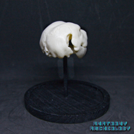 Anime figure #009 skull in bell jar