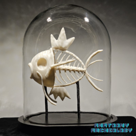 Animation figure #129 fossil in glass bell jar