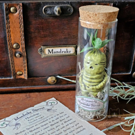 Mandrake Anatomie en Potions kist