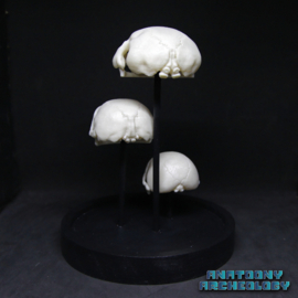 Anime figures #001 #002 #003 skulls in bell jar