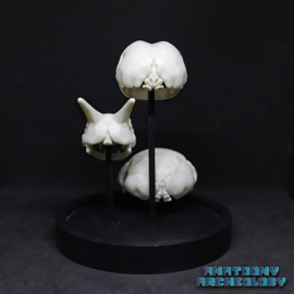 Anime figures #003 #006 #009 skulls in bell jar