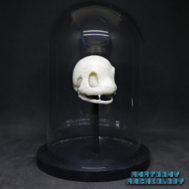 Animatie figuur #004 schedel in stolp
