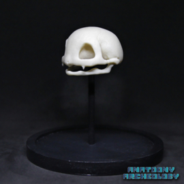 Anime figure #001 skull in bell jar