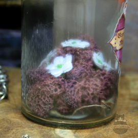 Dark Souls inspired potion Blooming Purple Moss Clump