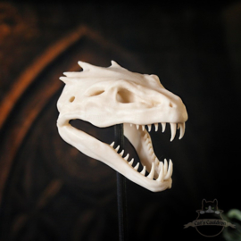 Basilisk skull in glass bell jar