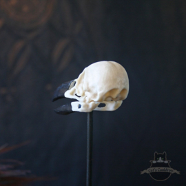 Crow skull Corvus replica in glass bell jar