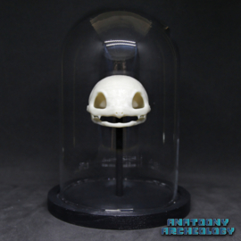 Anime figure #001 skull in bell jar