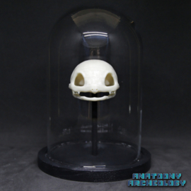 Animatie figuur #001 schedel in stolp