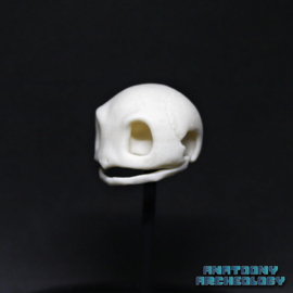 Anime figure #007 skull in bell jar