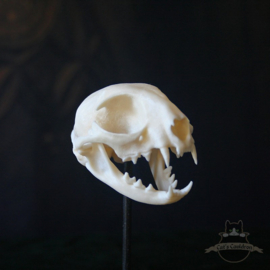 Cat skull replica in glass bell jar