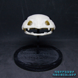 Anime figure #003 skull in bell jar