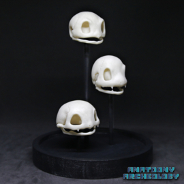 Anime figures #001 #004 #007 skulls in bell jar