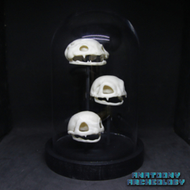 Anime figures #001 #002 #003 skulls in bell jar