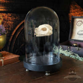 Phoenix skull in glass bell jar