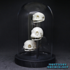 Anime figures #001 #004 #007 skulls in bell jar