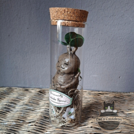 Baby Mandrake Sprout (grumpy)