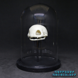 Anime figure #001 skull in bell jar