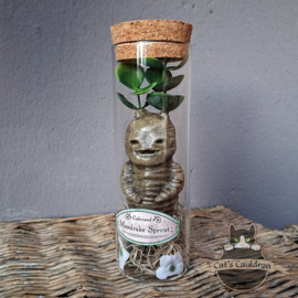 Baby Mandrake Sprout (happy)