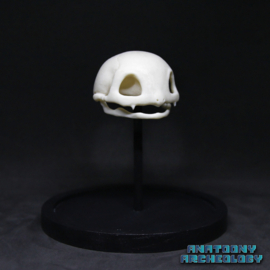 Anime figure #001 skull in bell jar