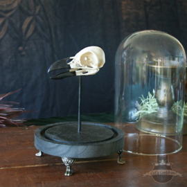 Crow skull Corvus replica in glass bell jar