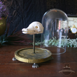 Fantastic creature skull in glass bell jar