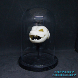 Animatie figuur #009 schedel in stolp