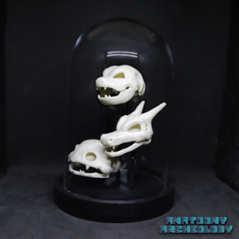 Anime figures #003 #006 #009 skulls in bell jar