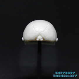 Anime figure #001 skull in bell jar