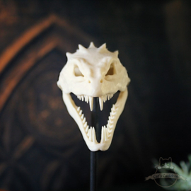 Basilisk skull in glass bell jar