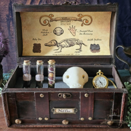 Fantastic Creature Anatomy Chest XL with Skull replica