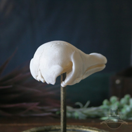 Fabeldier schedel in glazen stolp