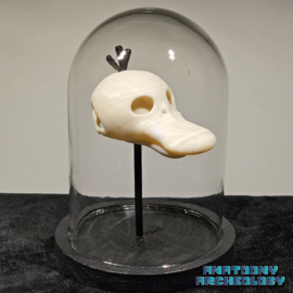 Anime figure #054 skull in bell jar