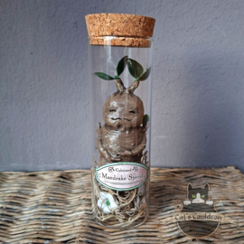 Baby Mandrake Sprout (grumpy)