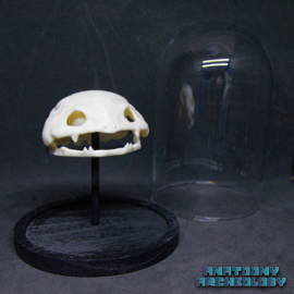 Anime figure #003 skull in bell jar