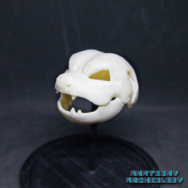 Anime figure #009 skull in bell jar