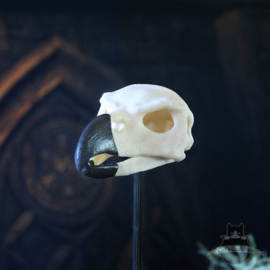 Phoenix skull in glass bell jar