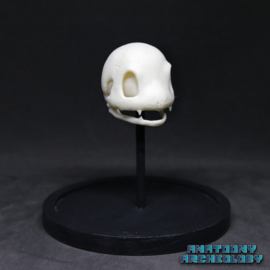 Anime figure #004 skull in bell jar