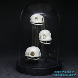 Anime figures #001 #004 #007 skulls in bell jar