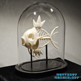 Animation figure #129 fossil in glass bell jar