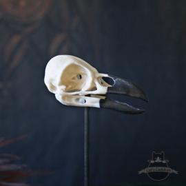 Crow skull Corvus replica in glass bell jar